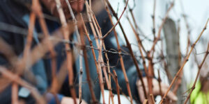 Le suivi des parcelles, les vendanges, la vinification et l’élevage sont au cœur de nos savoir-faire