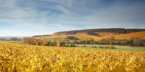 Chaque signature est ancrée dans son vignoble et affirme librement son propre style