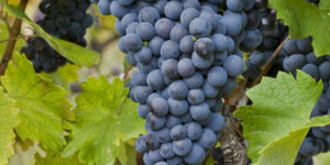 Toutes nos actions, de la vigne à la bouteille, se doivent de refléter cet engagement